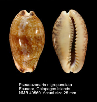 Pseudozonaria nigropunctata.jpg - Pseudozonaria nigropunctata(Gray,1828)